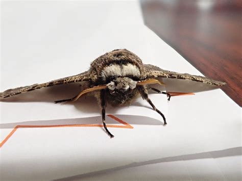 家裡有蛾代表什麼 未來人類長相